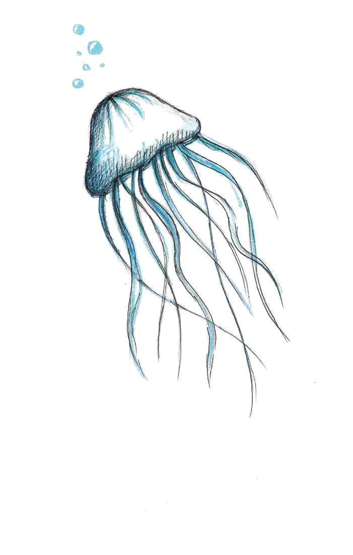 Illustrazione di una medusa, disegno a mano in toni di blu
